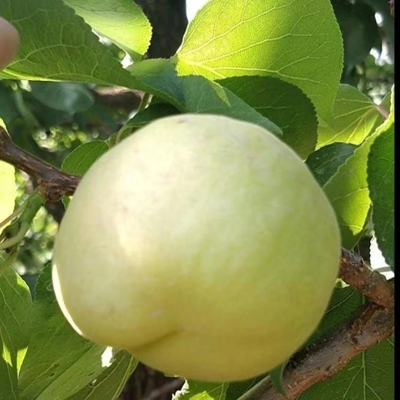 香白杏树苗 杏树果苗 河北大香白杏树苗 大白杏树苗 耐寒杏树果苗