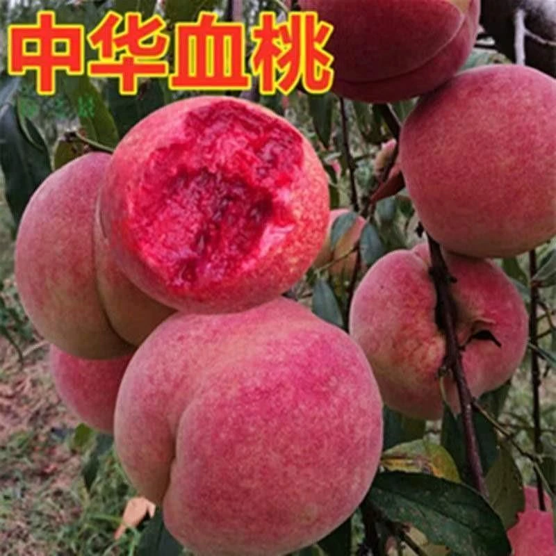 嫁接桃树苗新品种中华血桃树苗南北方种植血桃苗盆栽地栽当年结果