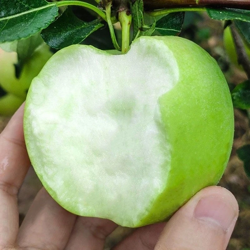 正宗澳洲青苹果树苗 青苹果苗地栽种植果树苗 嫁接苗南方北方种植