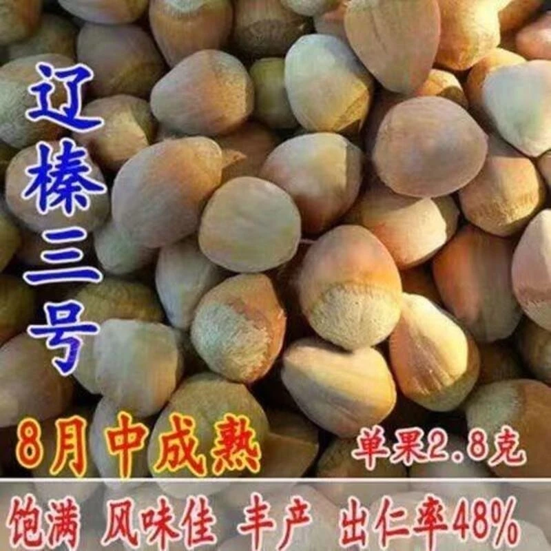 大榛子树苗薄皮平欧大果东北榛子坚果树苗耐寒南北方种植当年结果