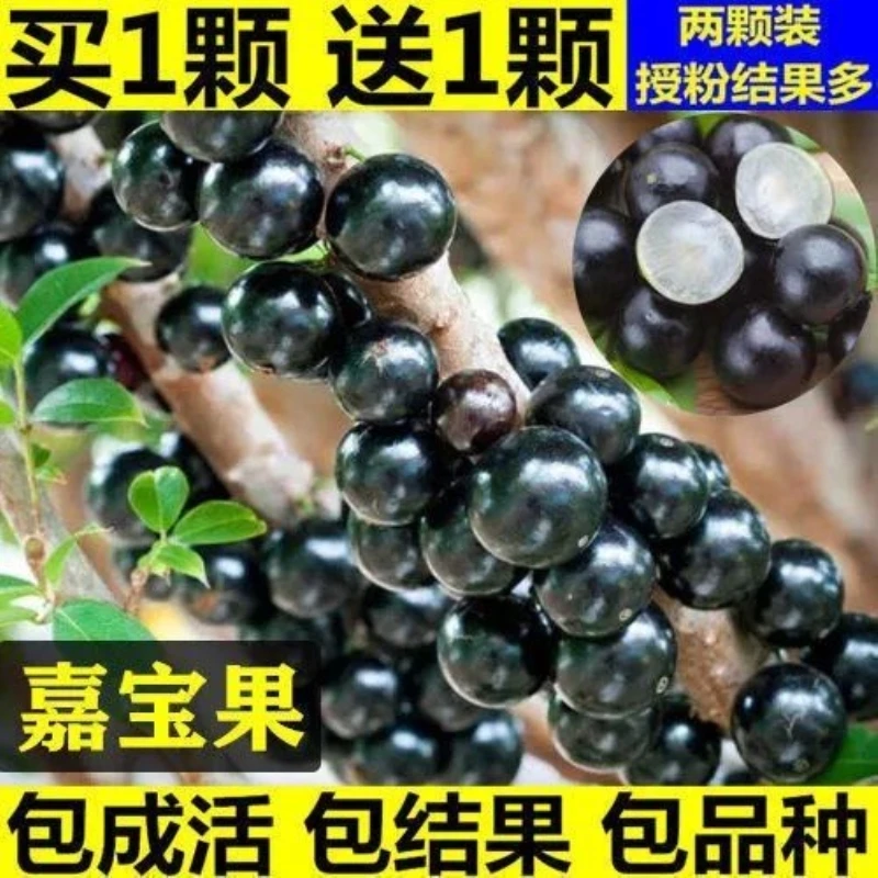 嘉宝果树苗四季早生沙巴果树苗正宗台湾树葡萄苗南方北方当年结果
