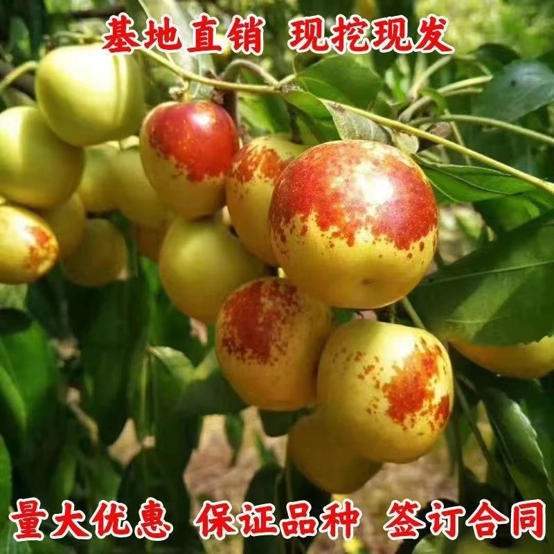 枣树苗包成活沾化冬枣苗盆地栽嫁接果树苗南北方种植当年结果