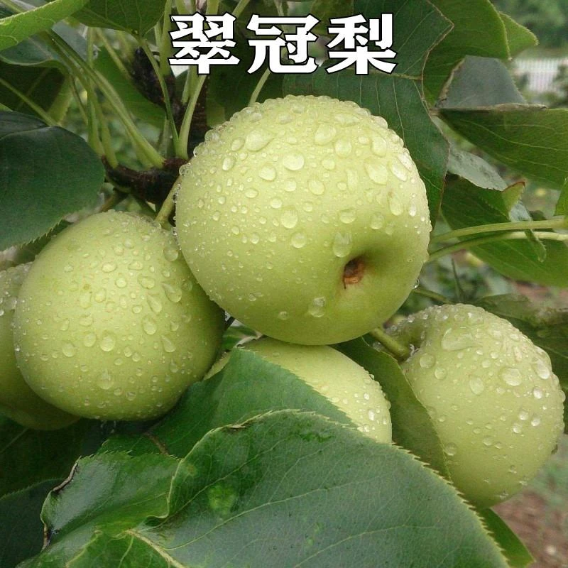 新品种果树苗青皮早熟梨树苗翠冠梨树苗嫁接苗南北方种植当年结果