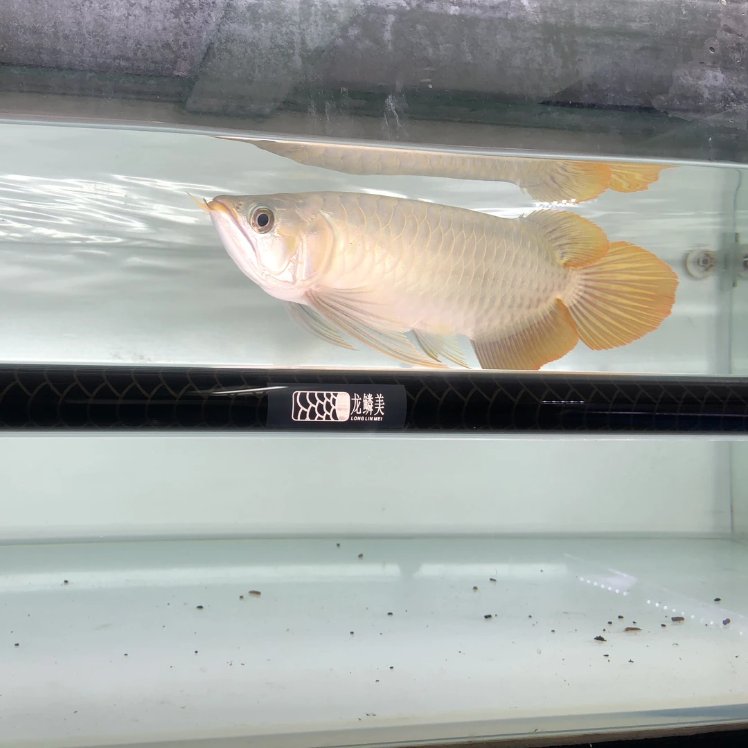 烤色灯金红龙鱼专用发色灯管增艳6700K烤色三基色