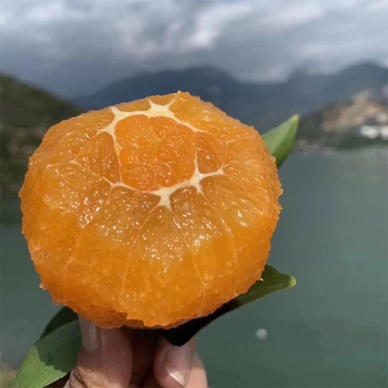 （偏远地区专拍）奉节脐橙血橙应季新鲜水果橙子现摘发货坏果包赔