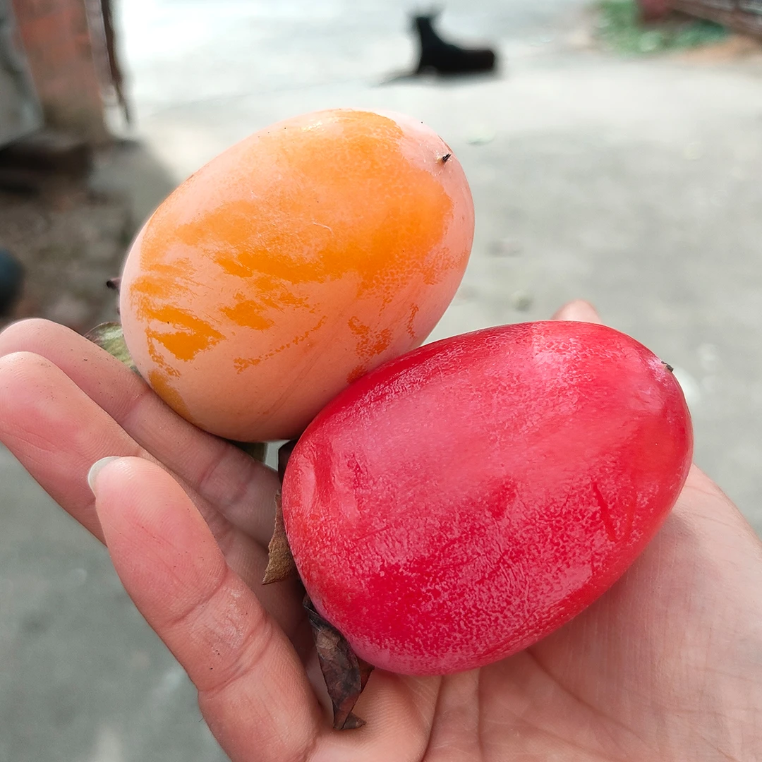 柿子 鸡心柿子 清甜可口 10斤装