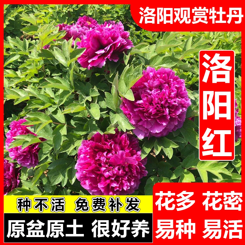 【洛阳红】正宗洛阳精品牡丹重瓣观赏牡丹包对版基地现挖裸根发货