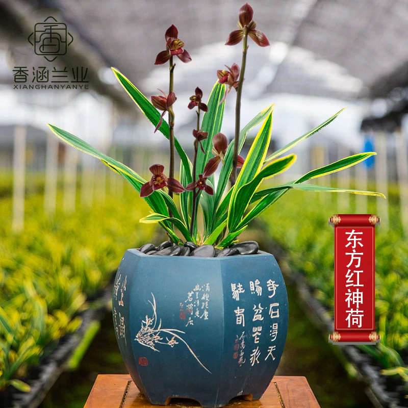 墨兰-东方红神荷客厅阳台兰花卉绿植盆栽花香高档花期春节前后
