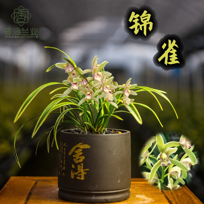 建兰-锦雀矮种浓香型金边兰花花卉绿植盆栽高档室内阳台客厅清新