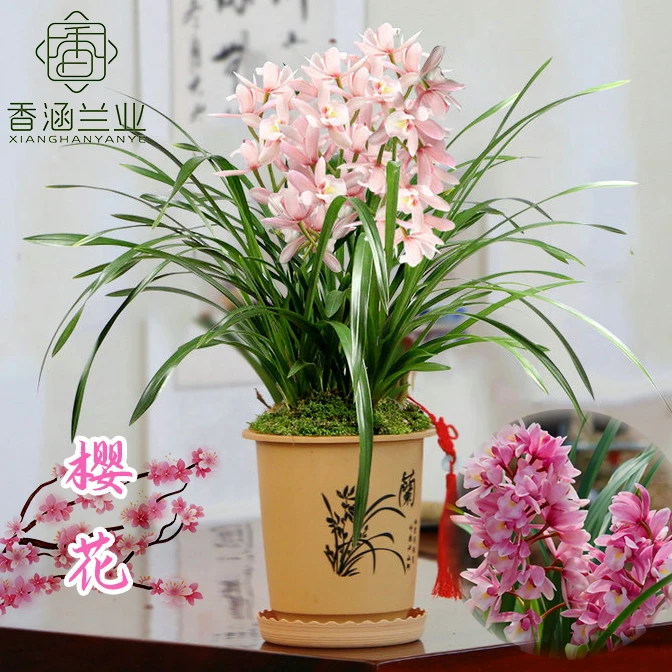 【年宵花】大花蕙兰-樱花易活客厅阳台绿植兰花植物花卉盆栽浓香型