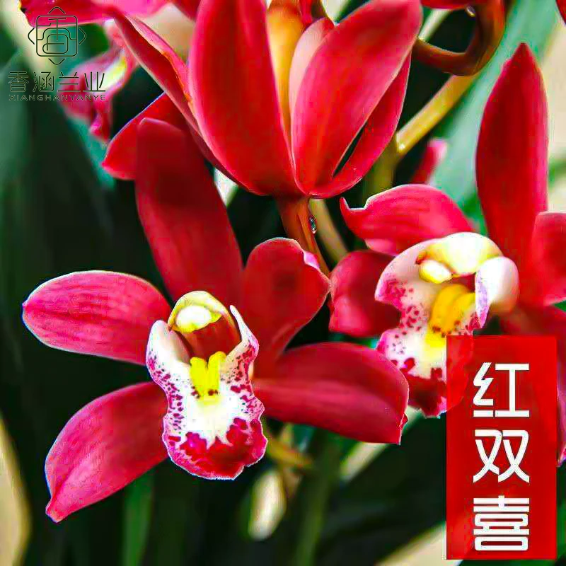 【年宵花】大花蕙兰-红双喜兰花浓香型客厅送礼盆栽开花香气浓正红
