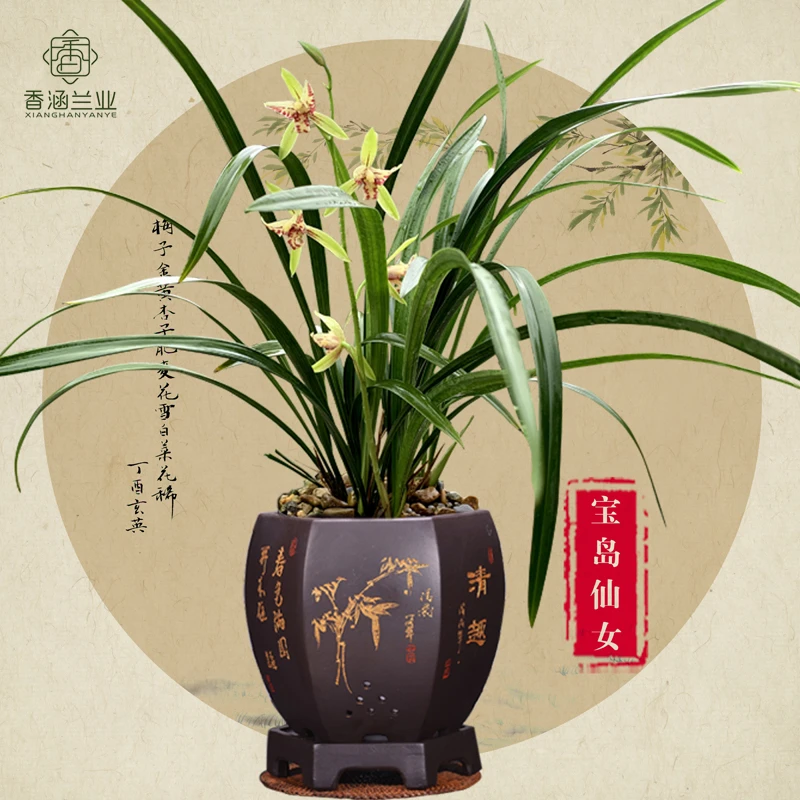 建兰-宝岛仙女浓香型花期6-11月四季兰室内盆栽花卉绿植阳台兰草