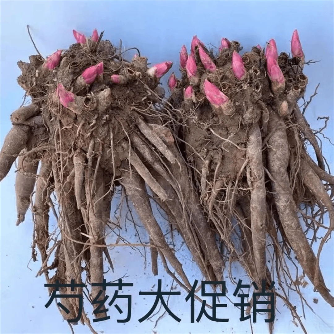 芍药花苗绿植观花盆栽耐寒重瓣带芽大根块四季植物多年生室内庭院