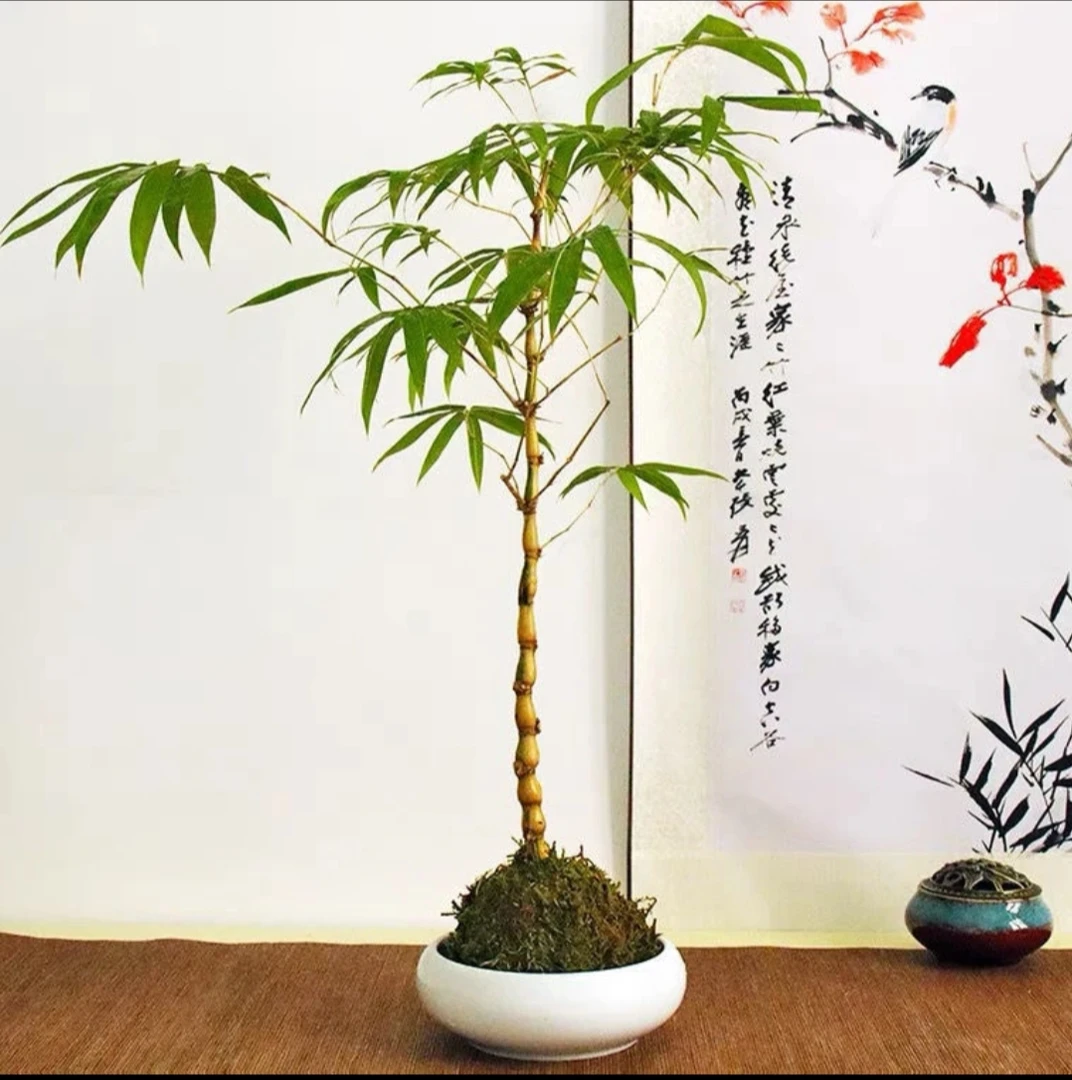 罗汉竹佛肚竹盆栽老桩室内客厅庭院绿植四季常青矮化竹子盆景好养