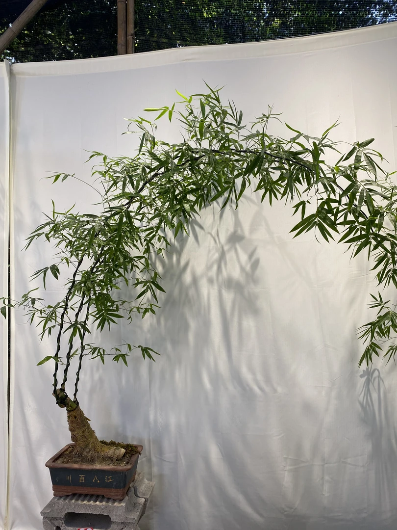 小叶簕竹盆景老桩丛林款多飘枝自家基地室内室阳台茶室办公室客厅