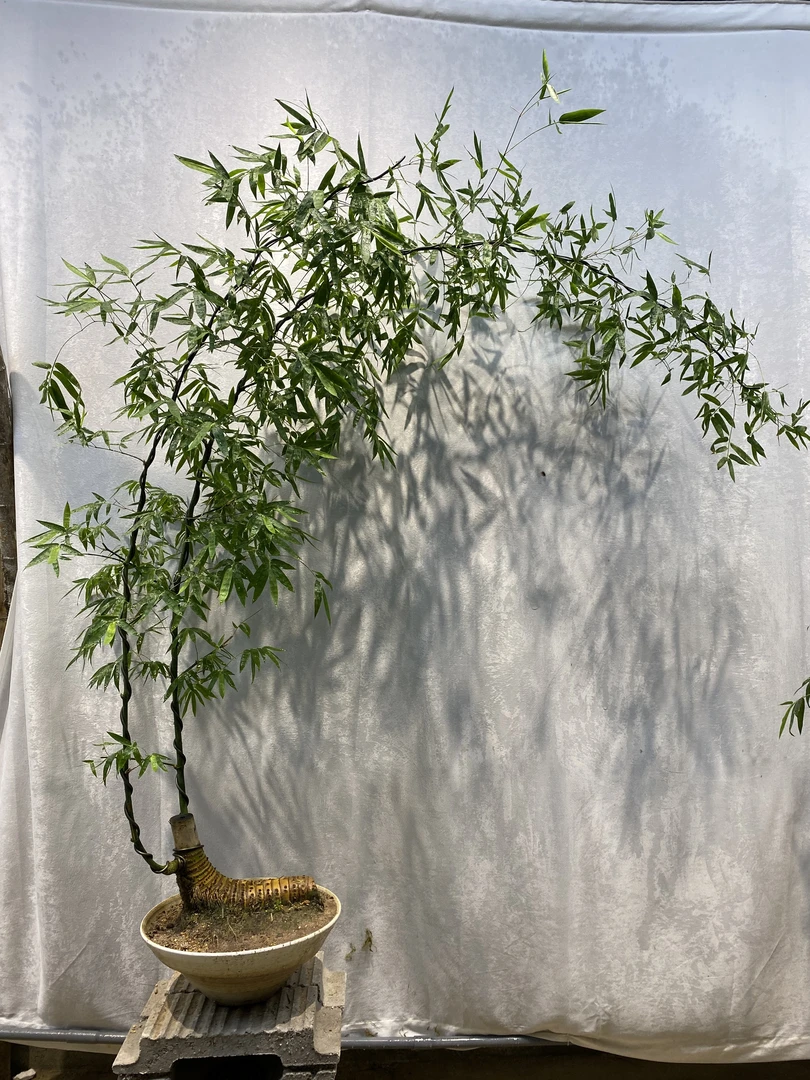 小叶簕竹成品老桩落地款大飘枝高端禅意好养易活四季常绿茶室客厅