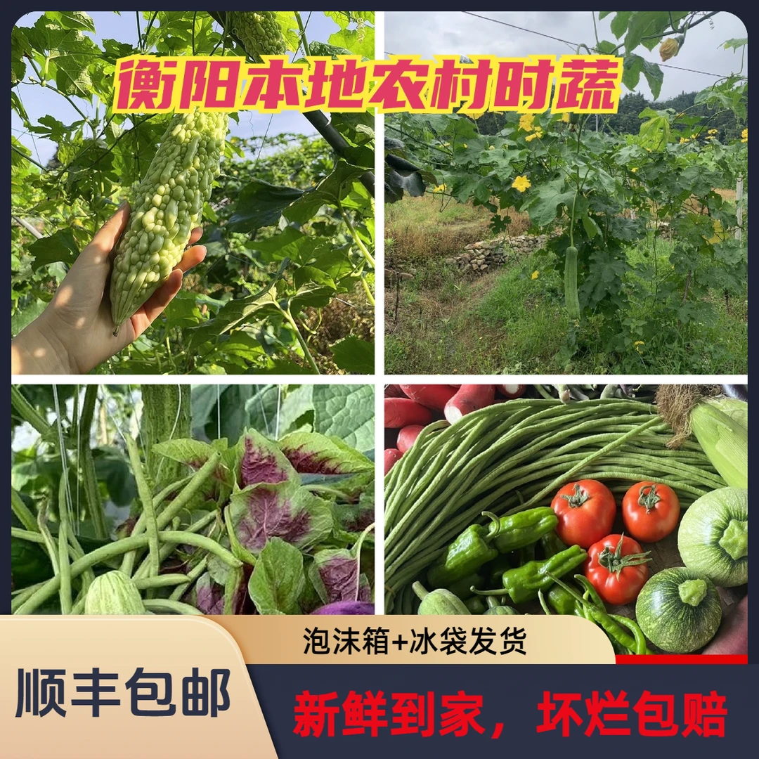 【达人专属】顺丰包邮衡阳本地蔬菜包 辣椒 茄子  丝瓜 苦瓜 豆角