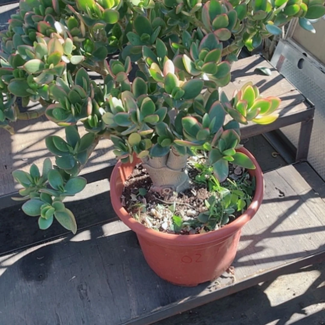 【闪购商品】新花月锦多肉