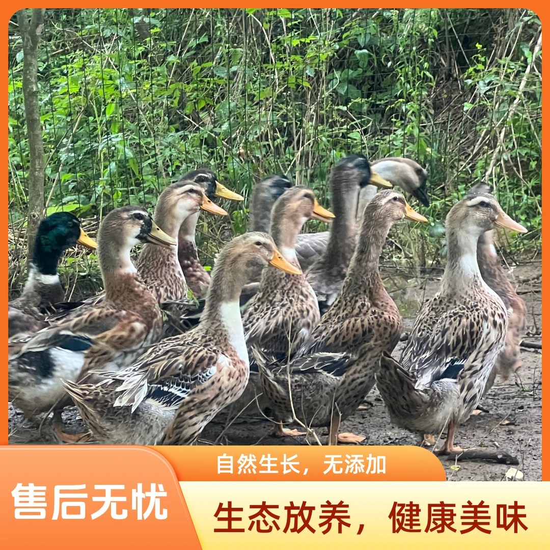 桂林果园散养土鸭原生态五谷喂养山泉水散养鲜美农家美味自然