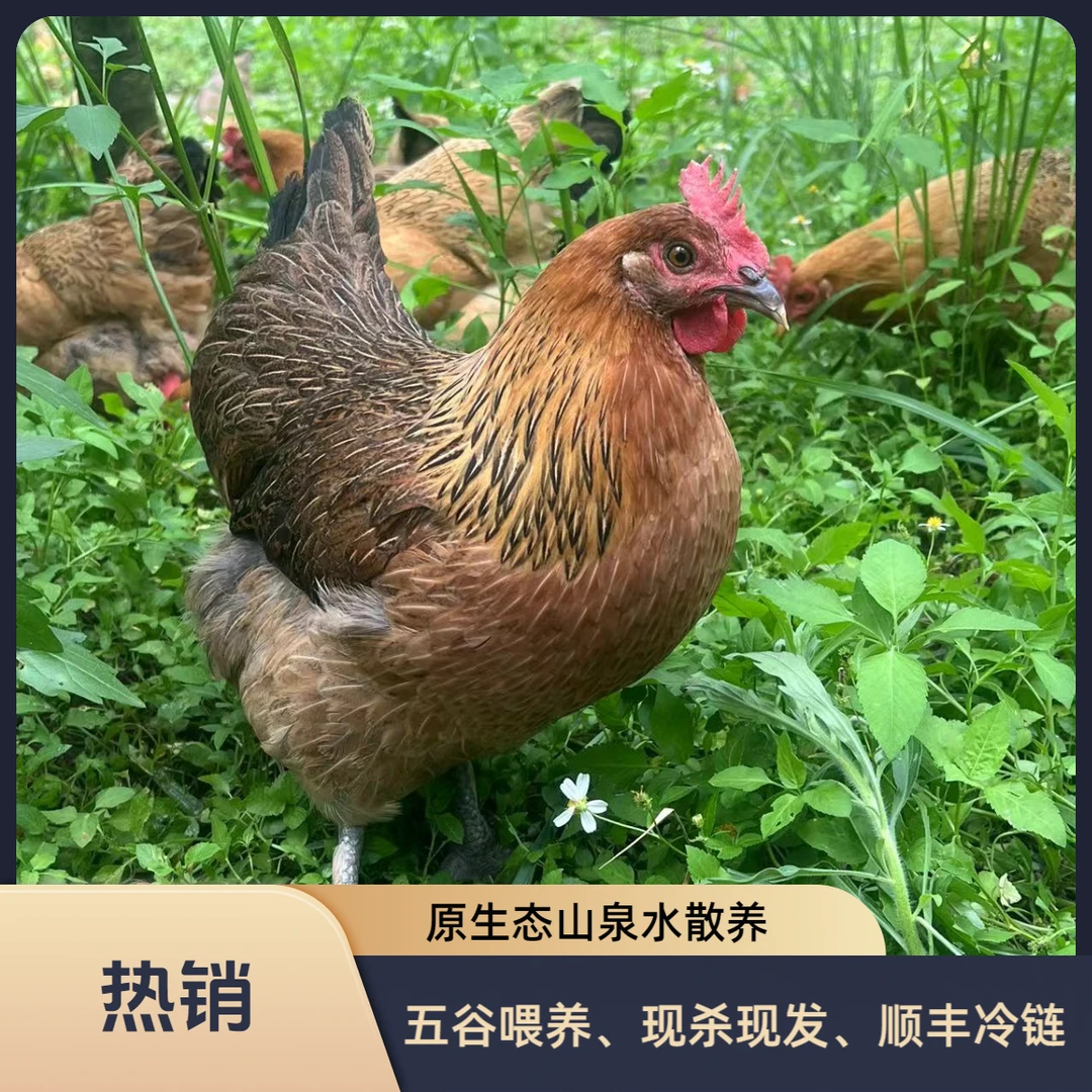 桂林果园散养老母鸡土鸡原生态山泉水散养正宗农家农场