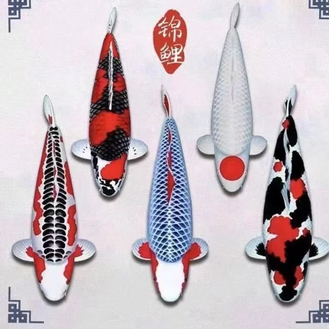 龙飞凤舞观赏鱼火鲤黄金白金锦鲤