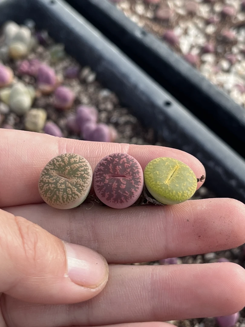 生石花高端紫薰彩套欧版酒红紫薰紫薰绿紫勋（3颗装）1.2以上发