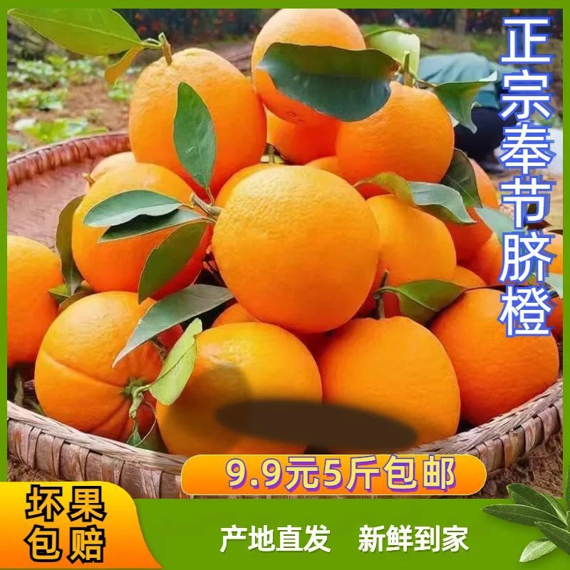 【精选】正宗奉节脐橙现摘现发5/9斤新鲜水果重庆纽荷尔 非赣南脐橙