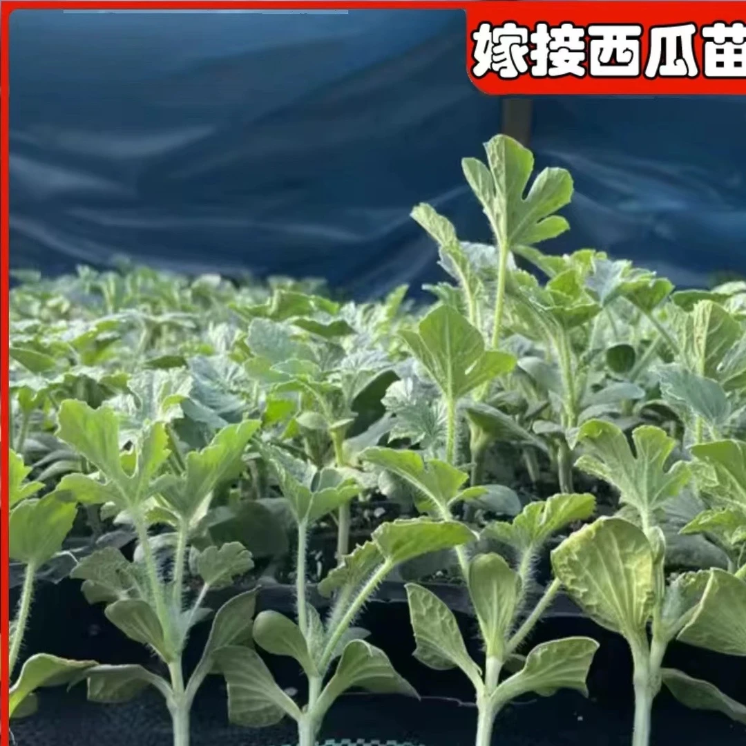 冰糖麒麟西瓜秧苗美都西瓜秧8424苗皮薄超甜新品春季有机四季瓜果