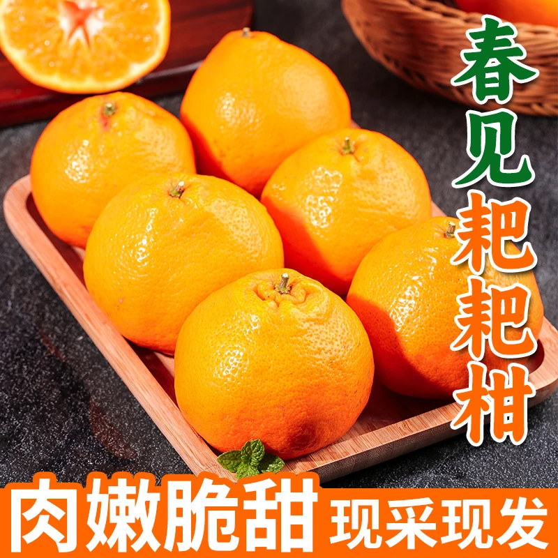 【薯侦探】四川春见耙耙柑4.5斤当季丑桔子皮薄多汁水果新鲜杷杷柑