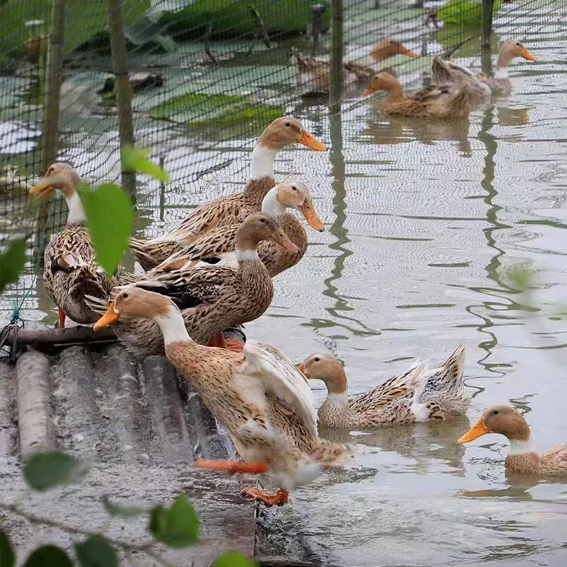 四川农家自养鸭子