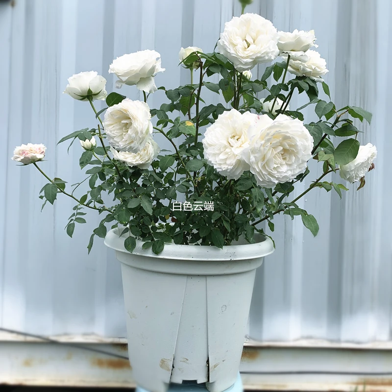 7加仑玫瑰花月季花盆栽多品种可选阿凡达艾玛莎贵妇白色云端碧海