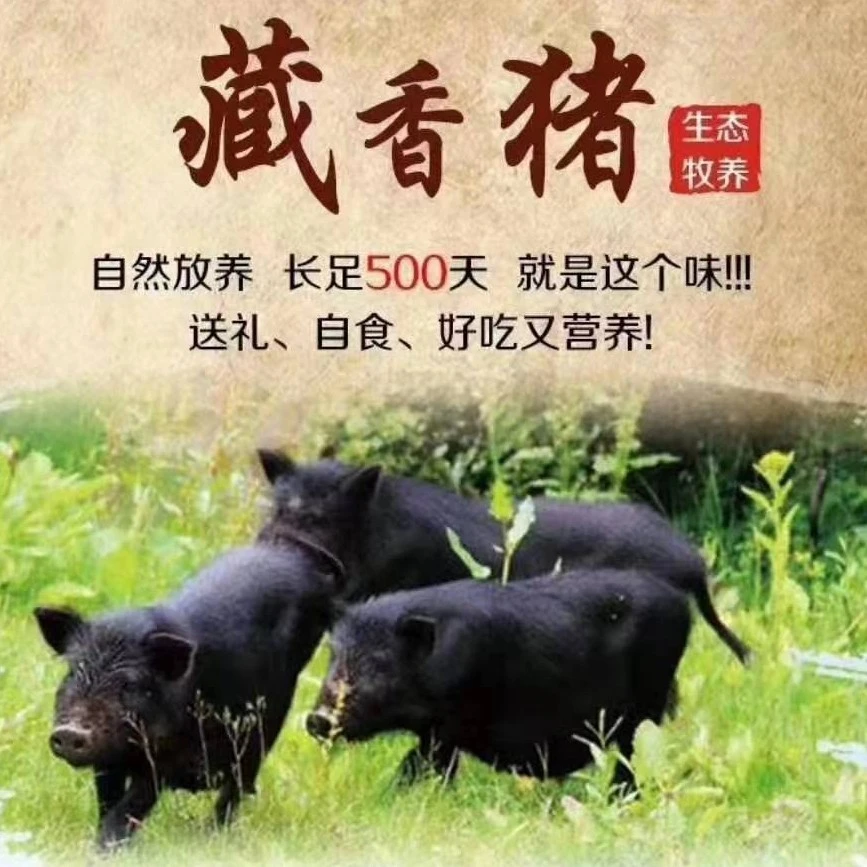 成斌祁连山生态藏香猪改价专拍