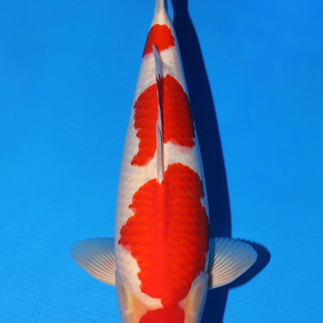 精品红白，大日锦鲤