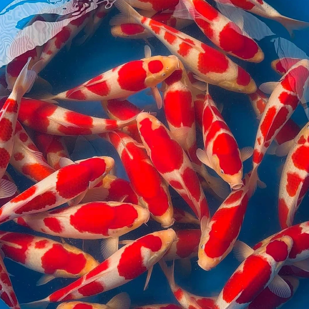 精品锦鲤，热门推荐