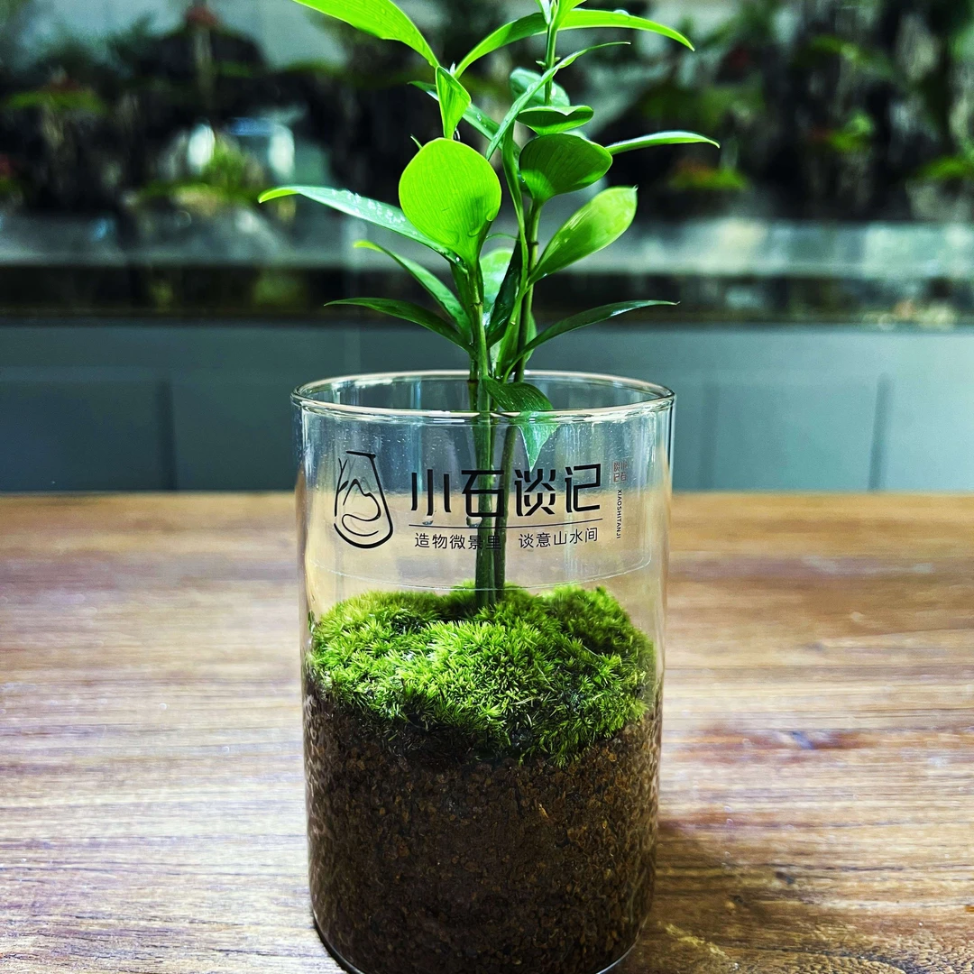 小石谈记【青松】创意苔藓竹柏景观赤玉土精致中秋国庆伴手礼精品