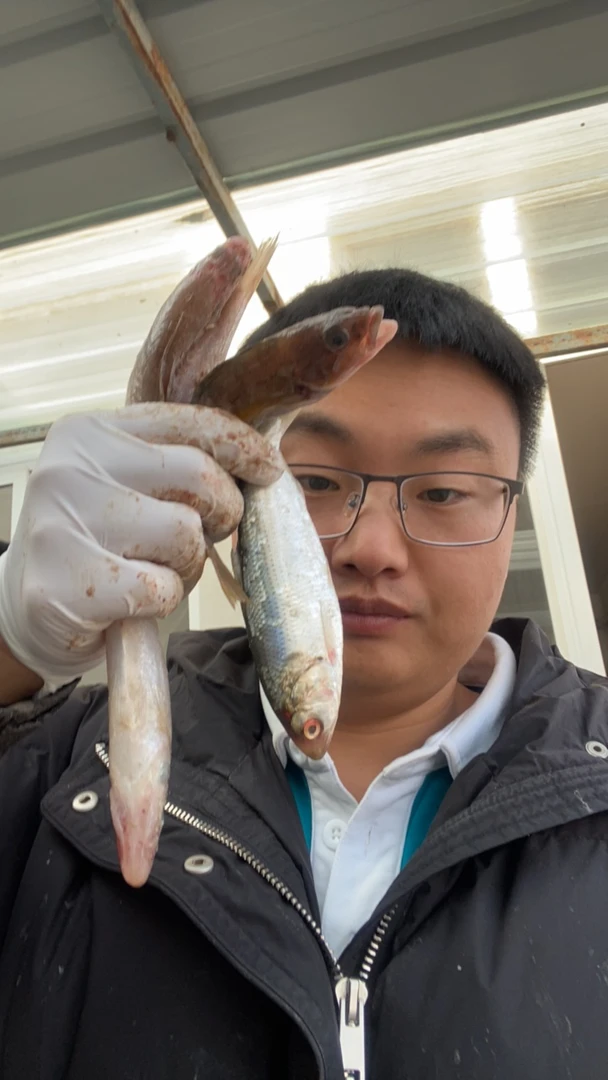 杂鱼，辫子鱼1斤，台鲅鱼加红头3斤共4斤，