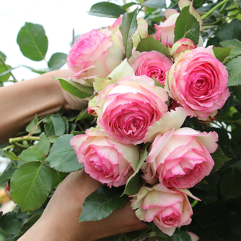 【粉色龙沙宝石花小苗大苗】蔷薇庭院花墙丰花多头适合阳台庭院盆栽