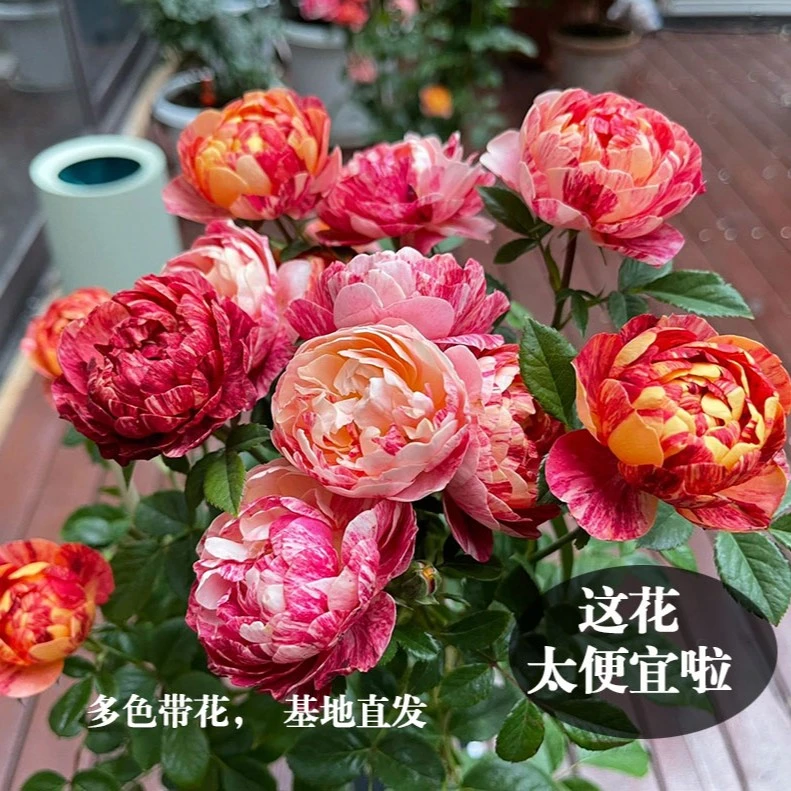 新品【果汁飞溅月季花中大苗根接包邮】条纹多黄色微型盆栽花束