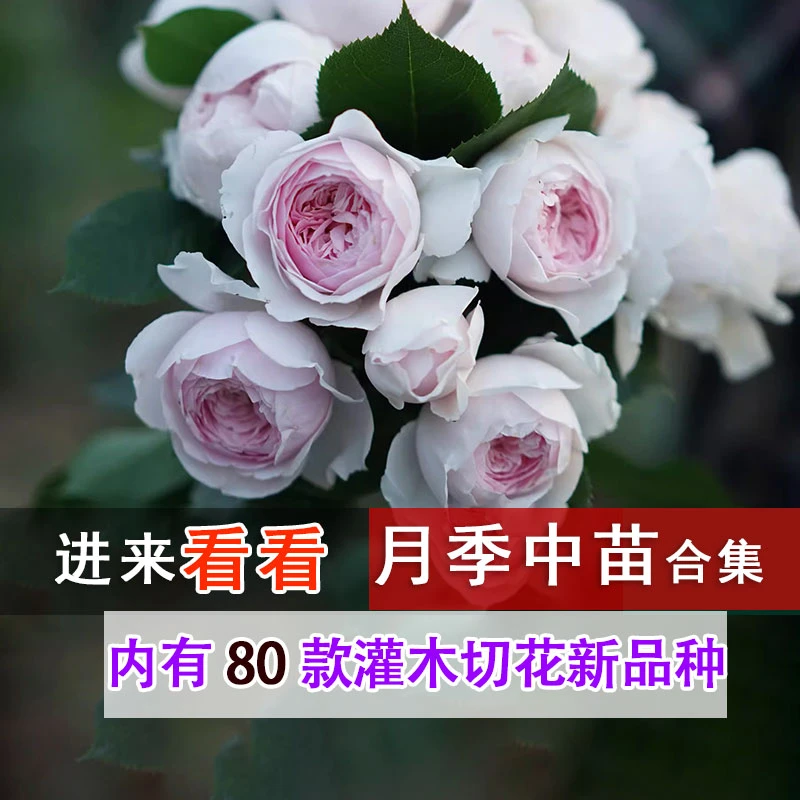 【裸根灌木月季花中苗】6颗包邮每日上新大花浓香庭院绿植