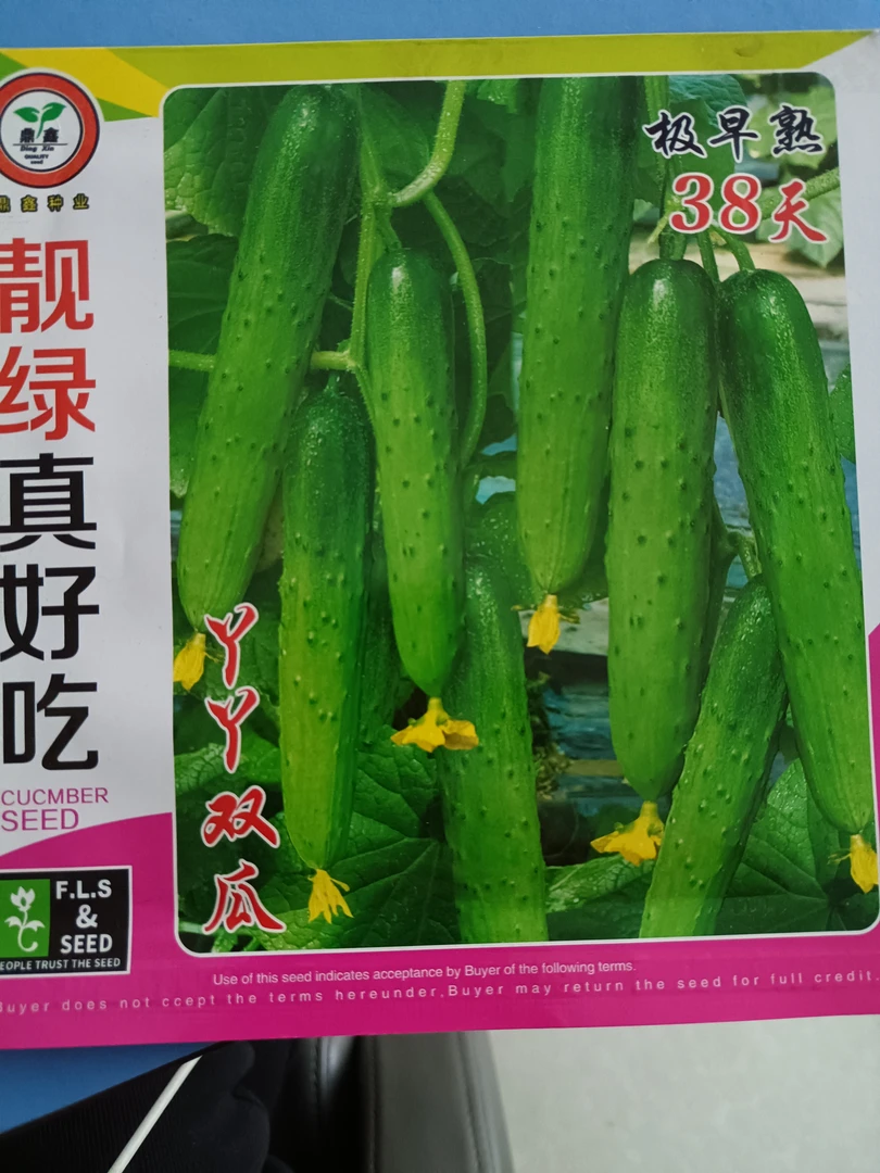 靓绿真好吃黄瓜籽