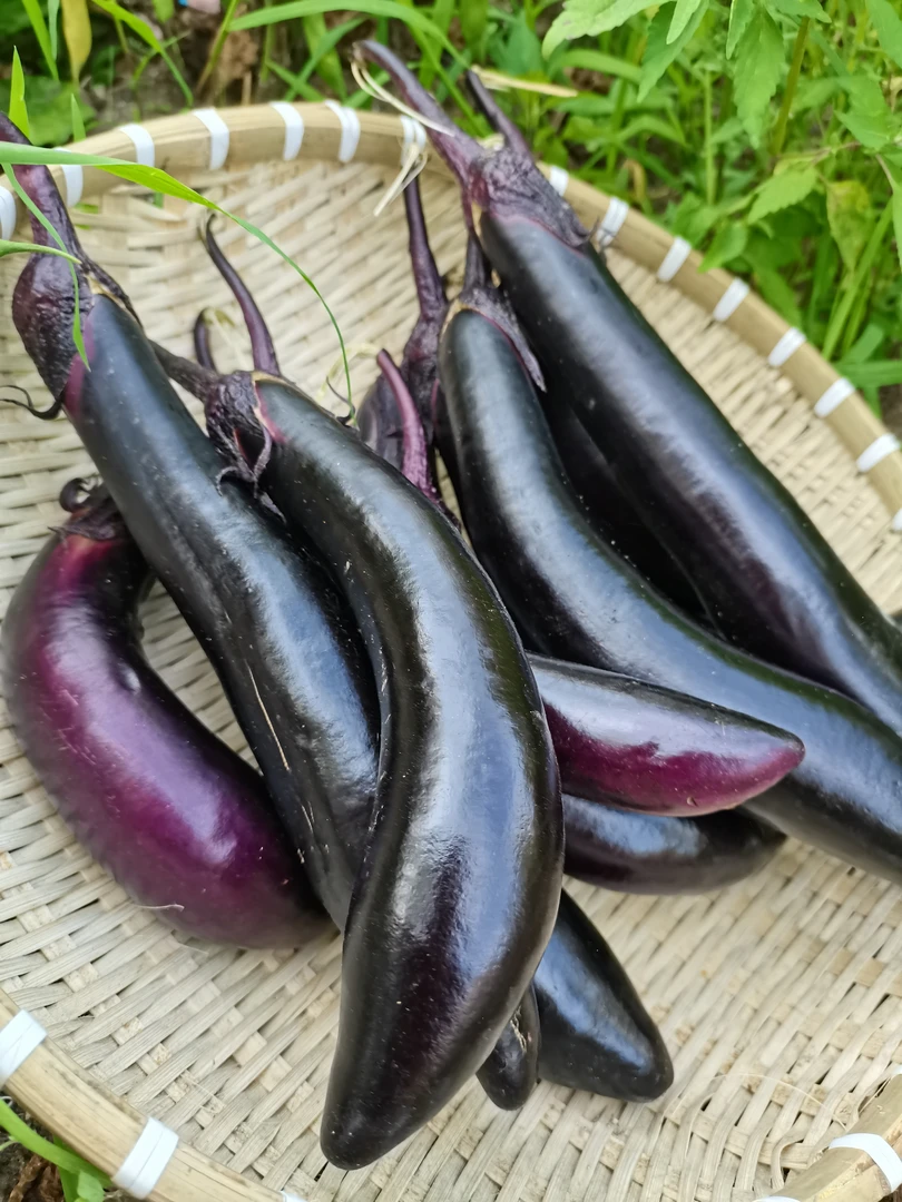 黑龙江林口农家茄子3斤包邮现摘现发智橙网送货上门