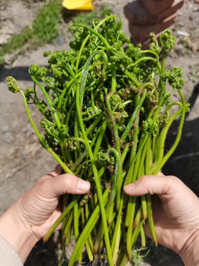 黑龙江头茬新鲜山蕨菜3斤包邮【市场时价】