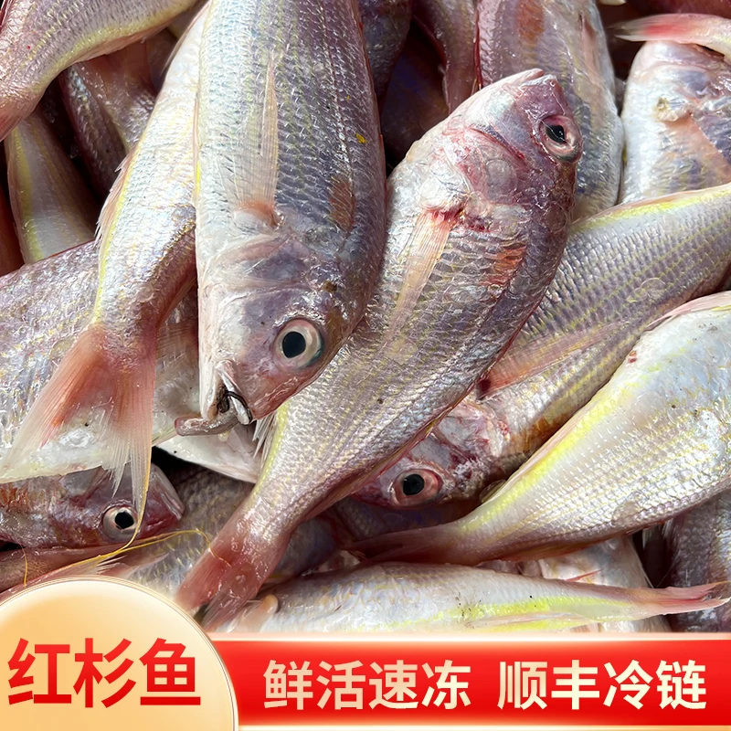 广东海港 红衫鱼海钓钓口鱼【4斤，一斤一包4-6条，到手4包】顺丰冷链