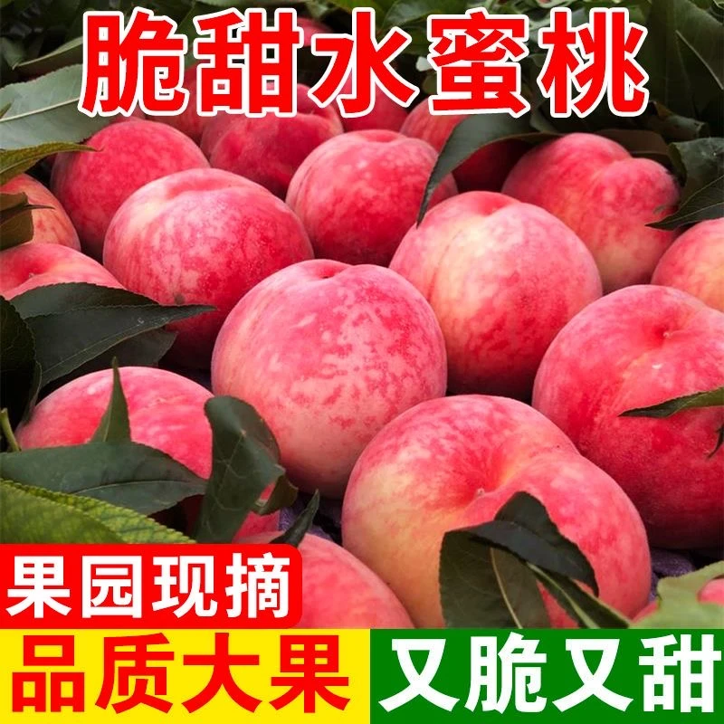 山东蒙阴金秋红蜜现摘水蜜桃脆桃应季水果脆甜桃子甜桃产地直发