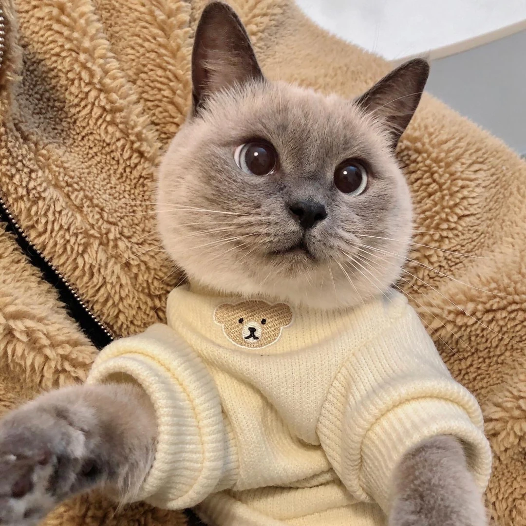 春秋冬夏季宠物衣服狗狗猫咪衣服小猫幼猫衣服防掉毛透气保暖加厚