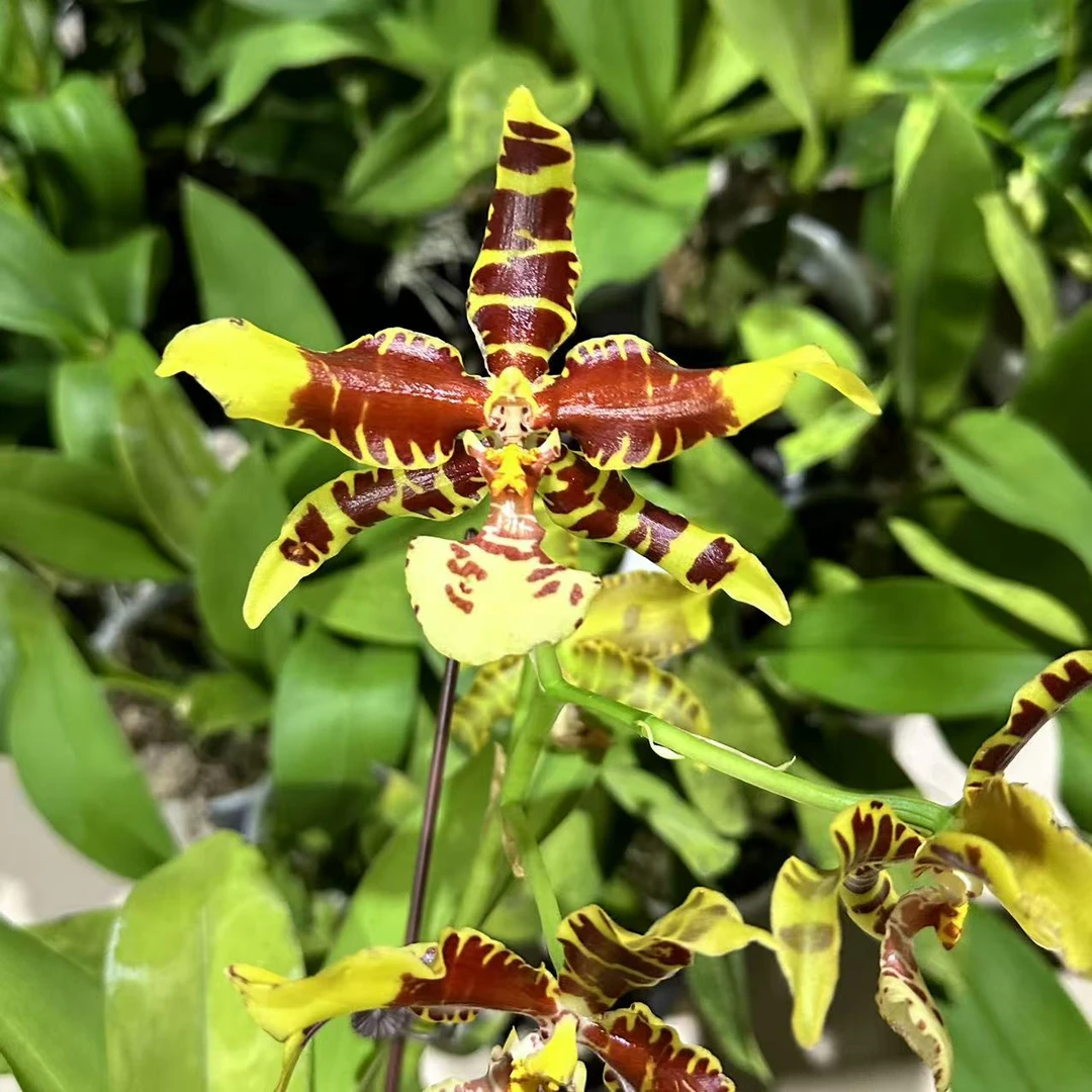 【大黄峰】文心兰大花无花苗大小三苗卖苗卖品种基地直发包邮