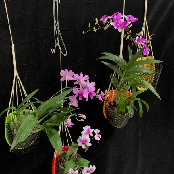 【泰国编织篮+随机小花秋石斛】颜色随机 卖苗花不包损