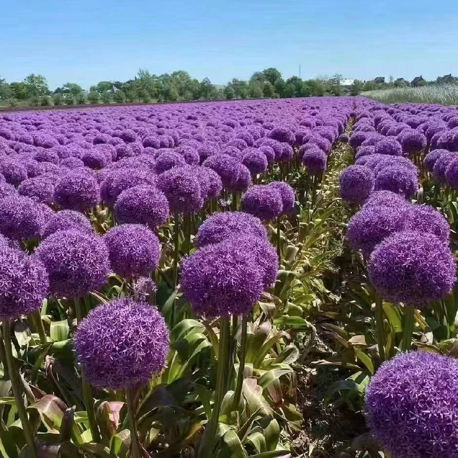 大花葱大使（18+）荷兰进口种球多年生易繁殖