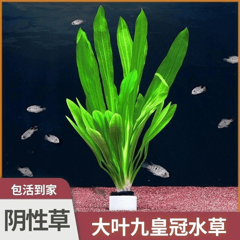 大叶九冠阴性鱼缸水草无需底沙