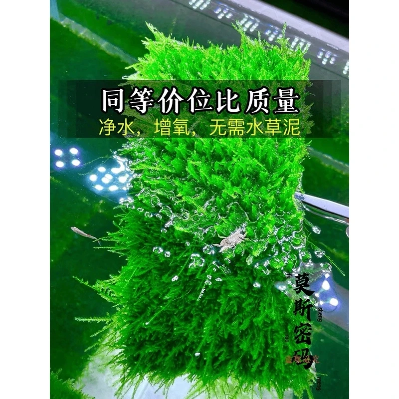 大三角莫斯片水草鱼缸懒人新手阴性水草无需底沙增氧